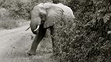 TANZANIA - Lake Manyara National Park - 08 Elefante BN